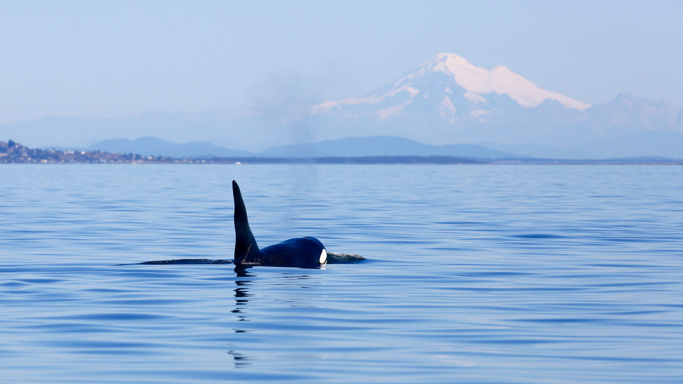 Orca whale surfacing in the San Juan Islands